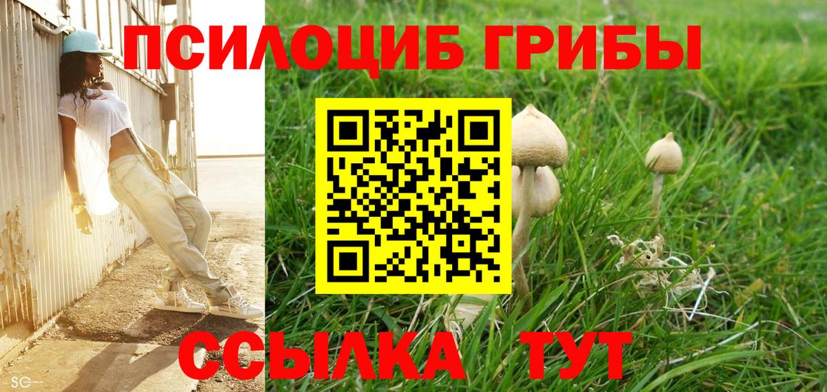 Псилоцибиновые грибы Cubensis Гудермес
